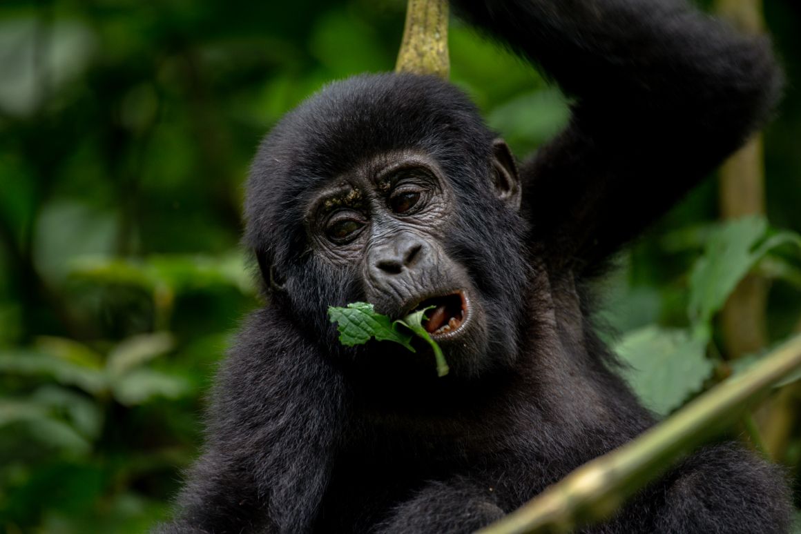 Gorilla Trekking In Uganda